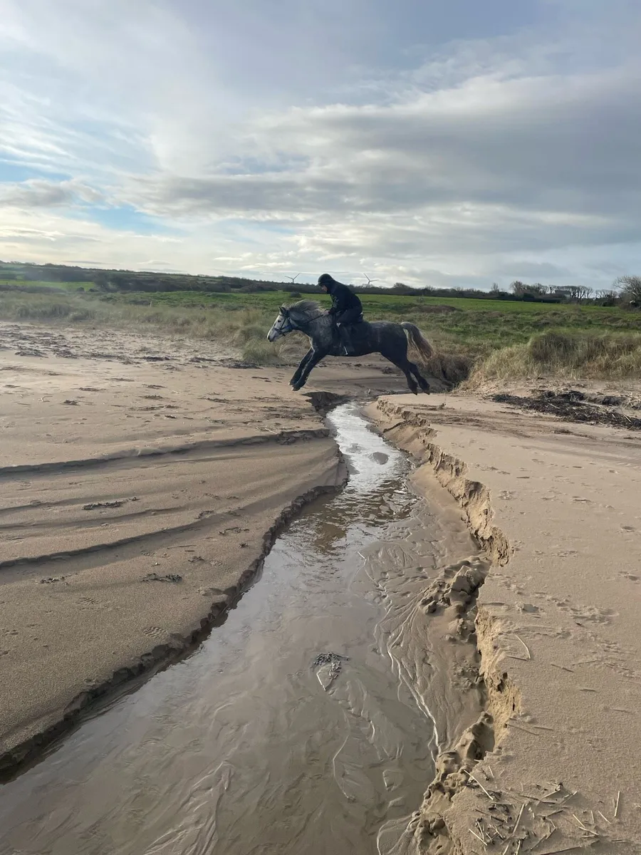 Connemara pony - Image 3