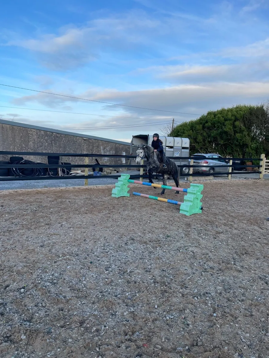 Connemara pony - Image 4