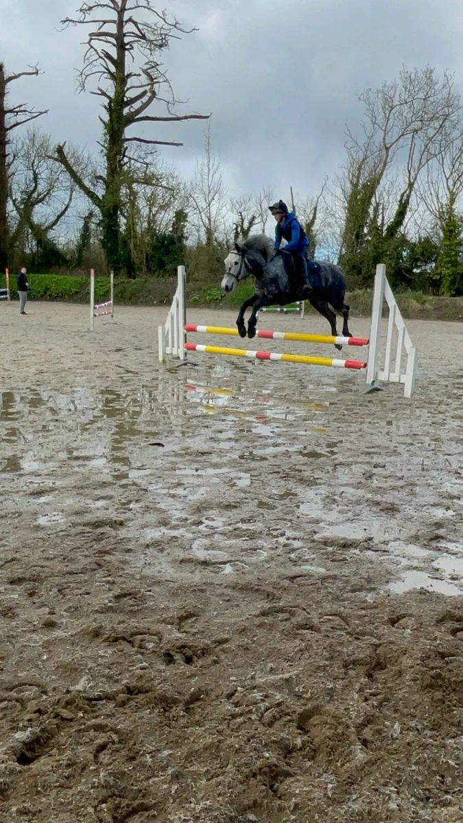 Connemara pony - Image 1