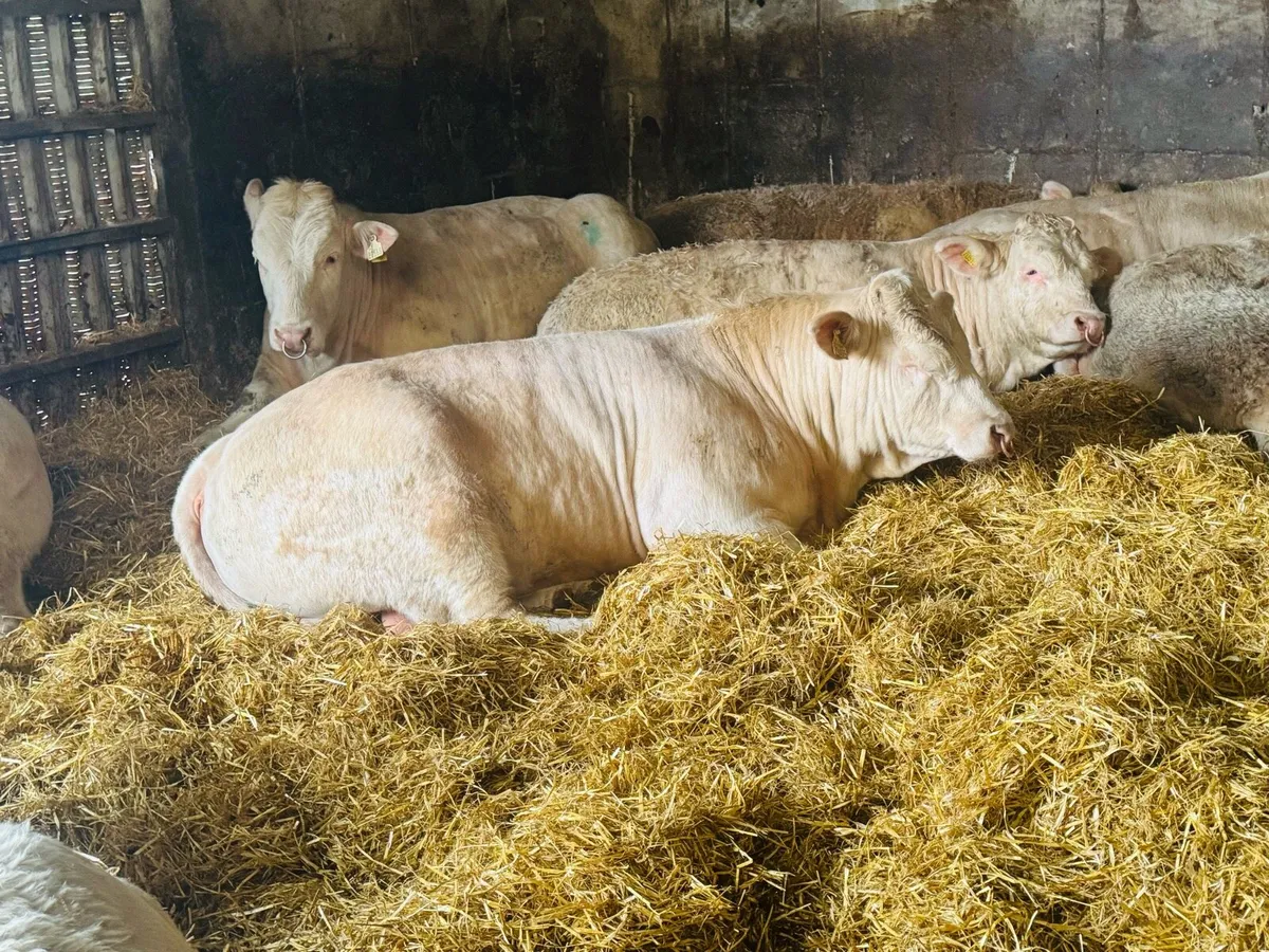 12 Pedigree Charolais bulls - Image 1