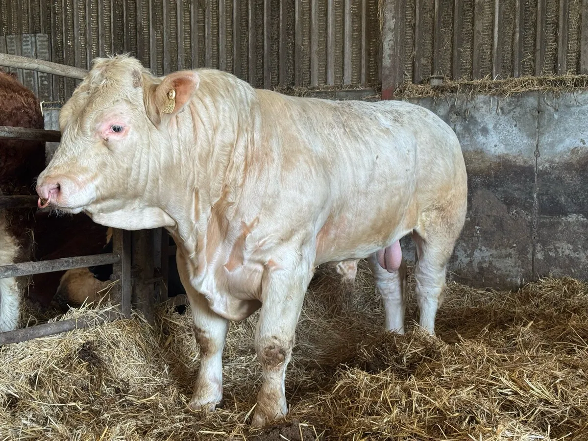 12 Pedigree Charolais bulls - Image 2