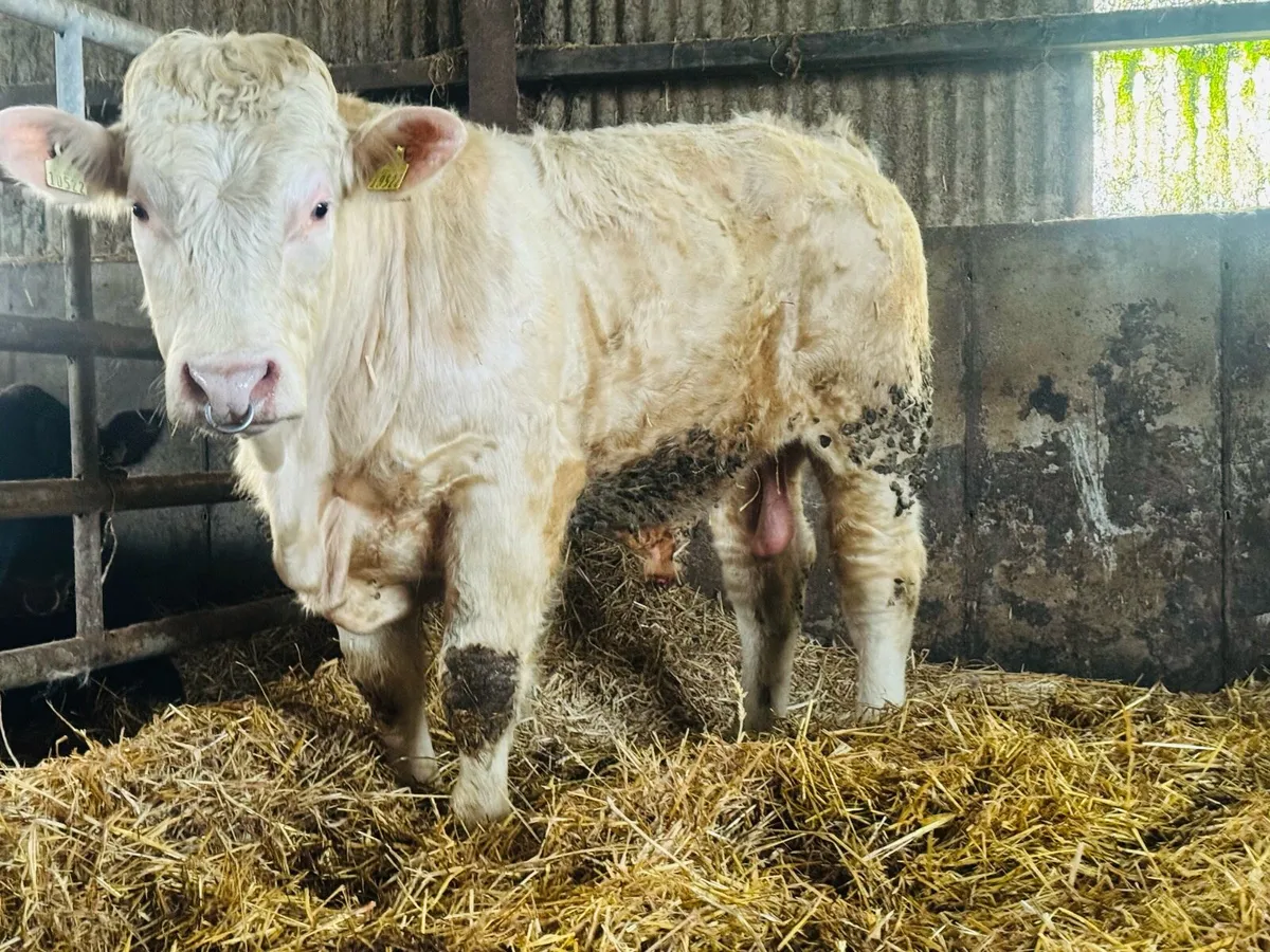12 Pedigree Charolais bulls - Image 3