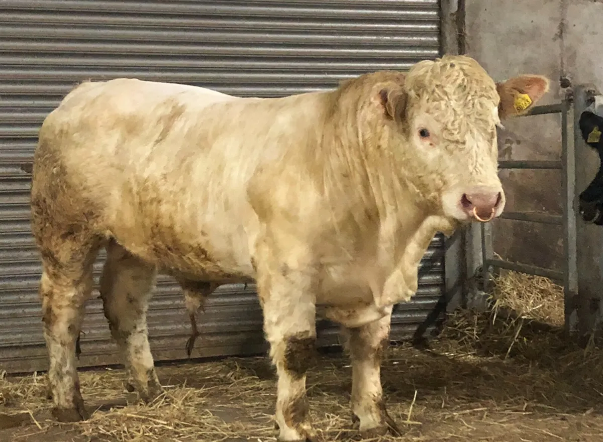 12 Pedigree Charolais bulls - Image 4