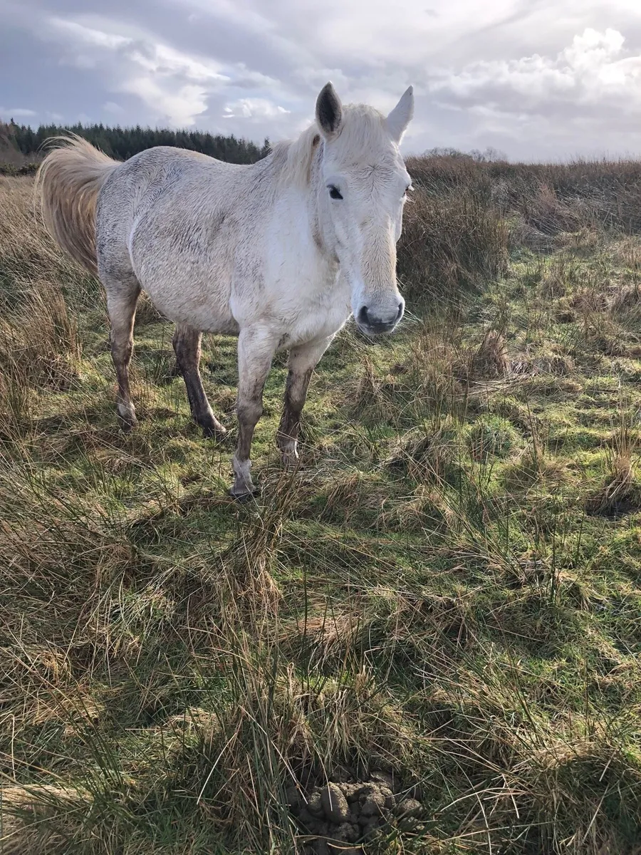 Connemara mare - Image 3