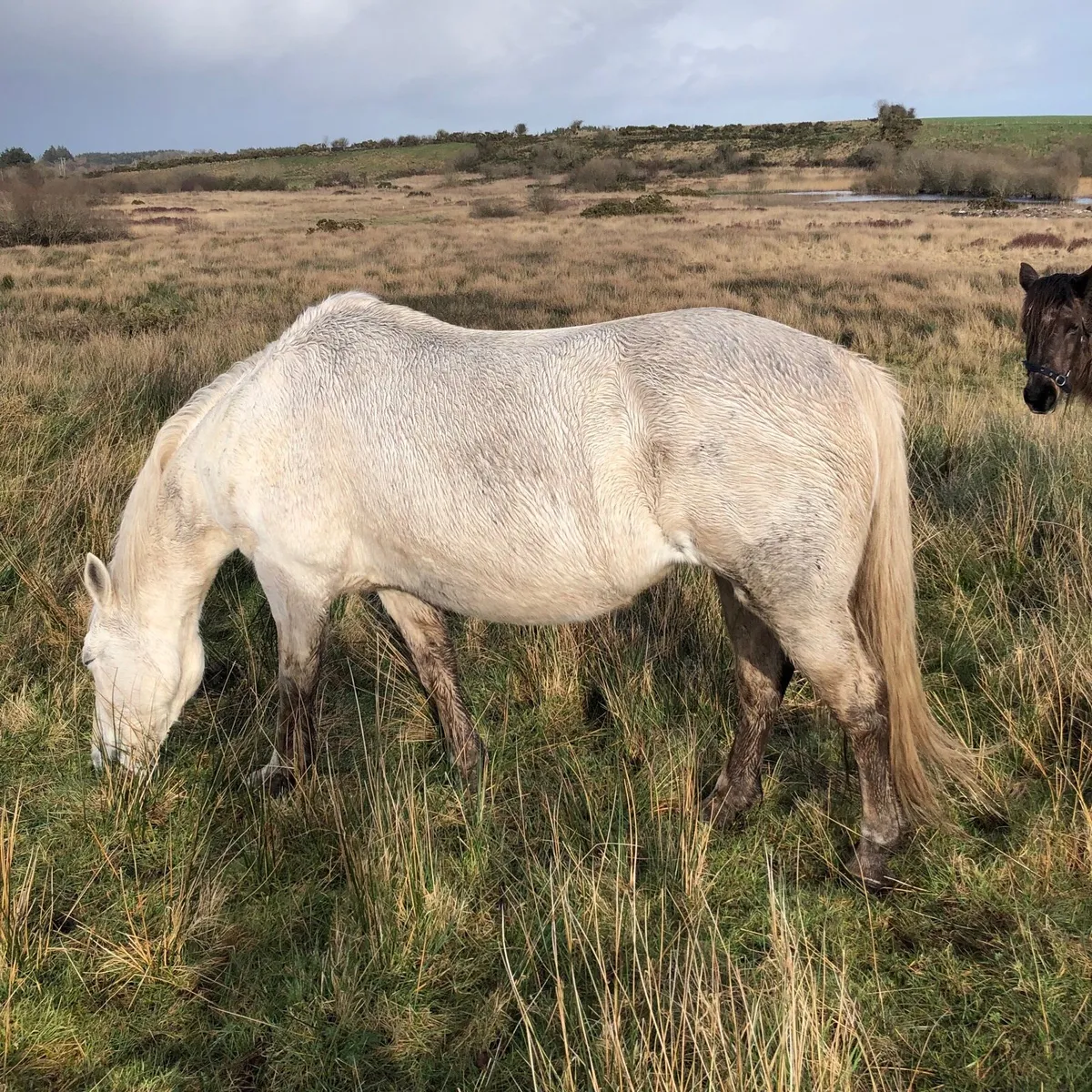 Connemara mare - Image 1