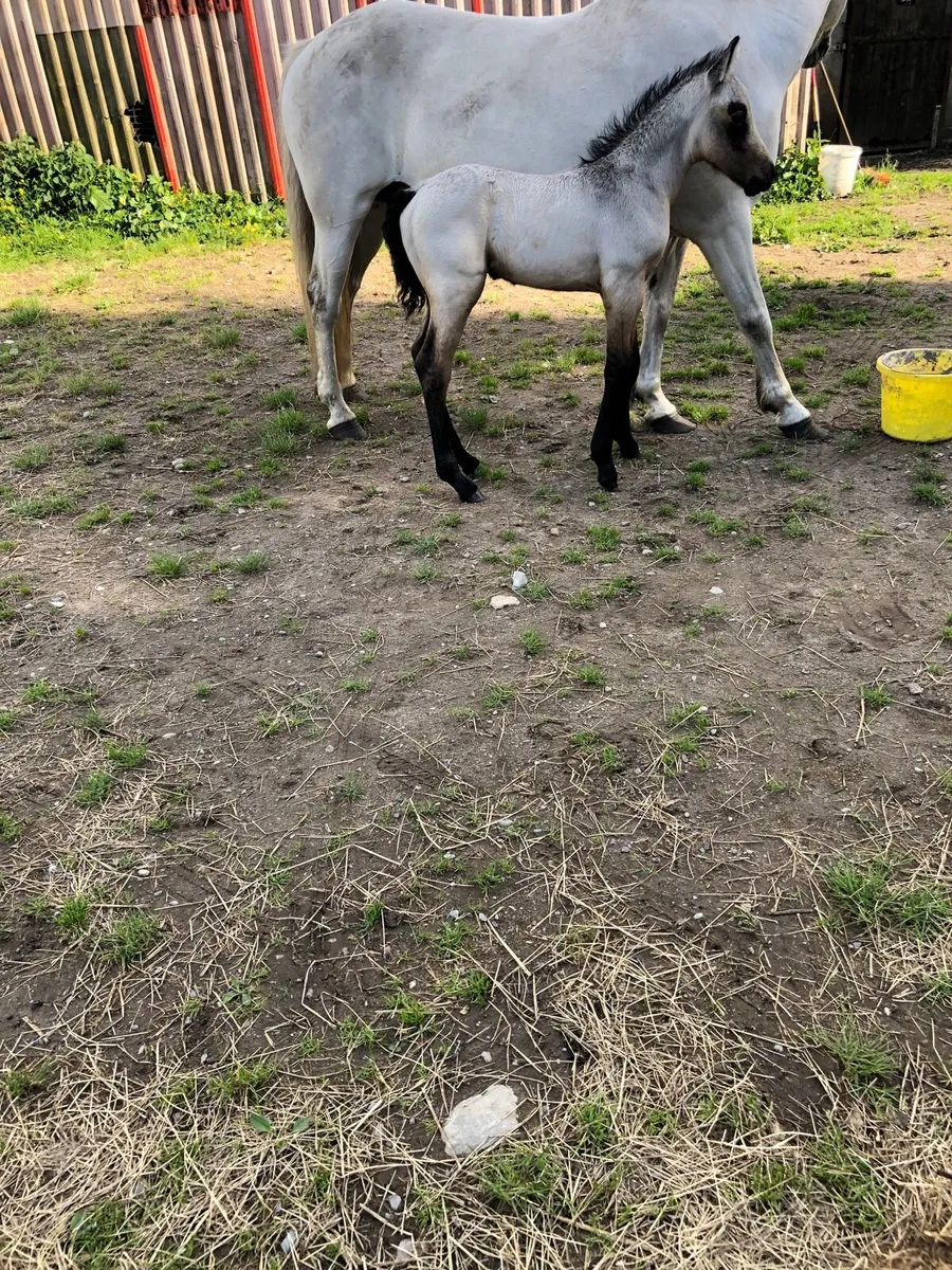 Connemara mare - Image 2