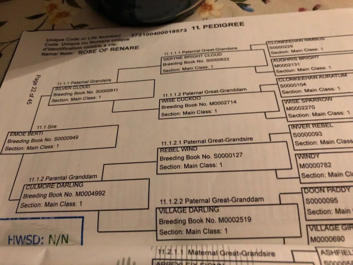 Connemara mare - Image 4