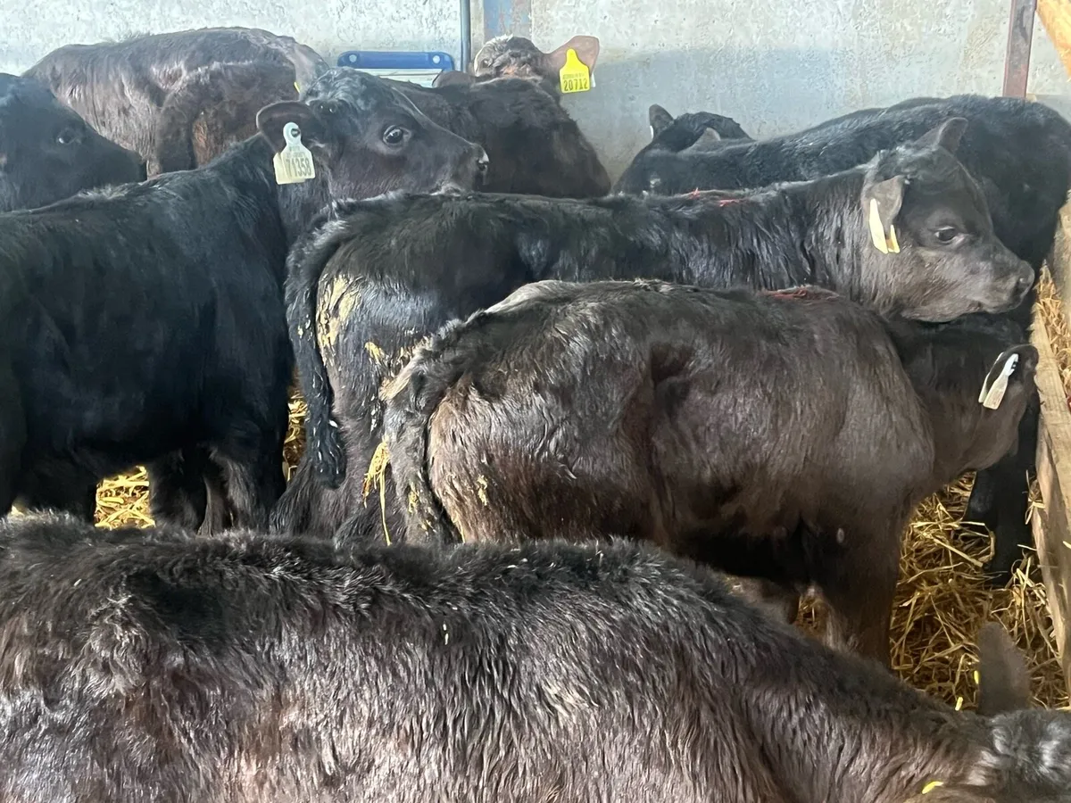 10 STRONG ANGUS HEIFERS - Image 1