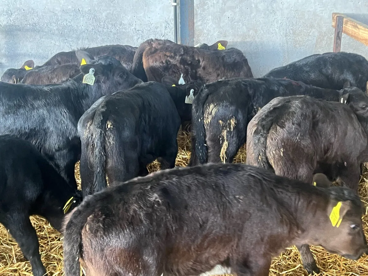 10 STRONG ANGUS HEIFERS - Image 2