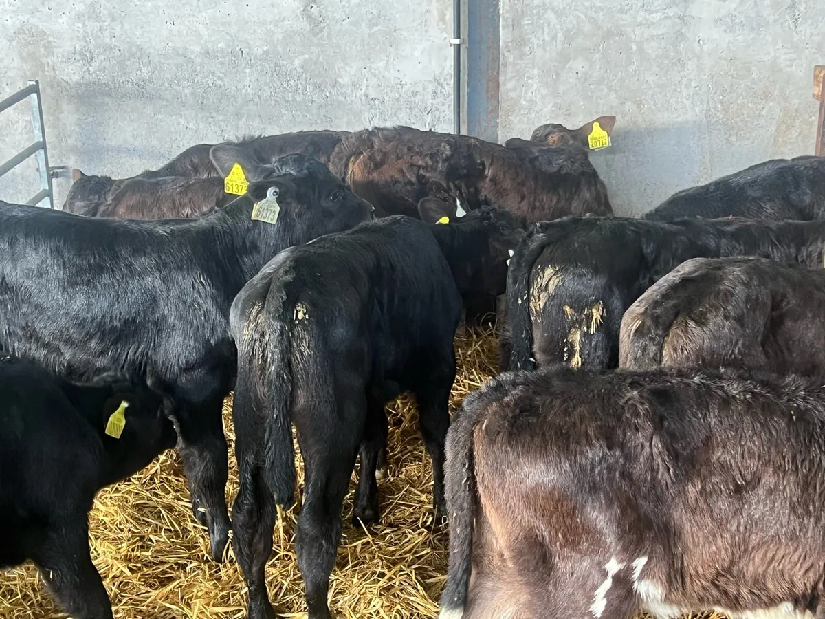 10 STRONG ANGUS HEIFERS - Image 3