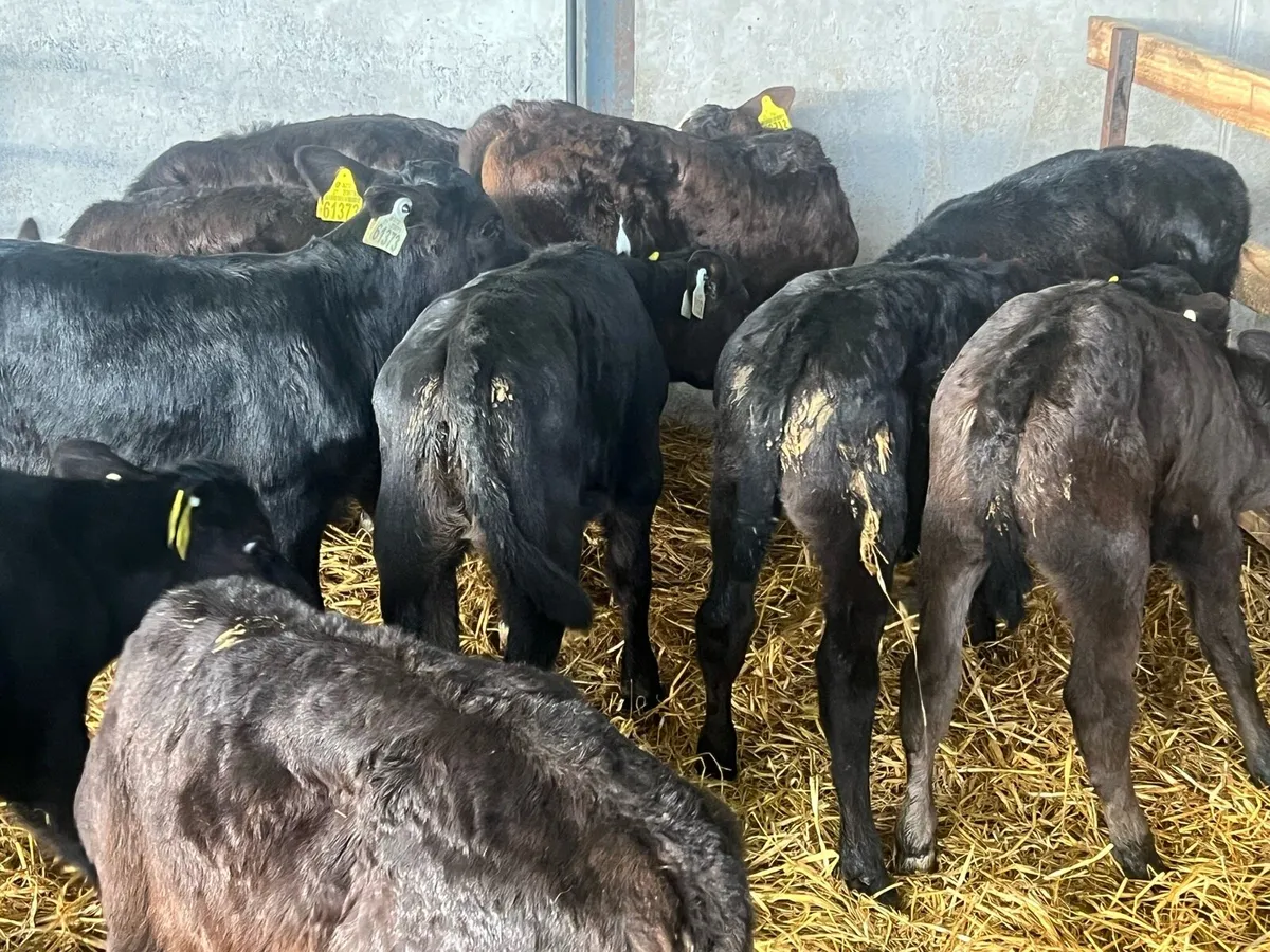 10 STRONG ANGUS HEIFERS - Image 4