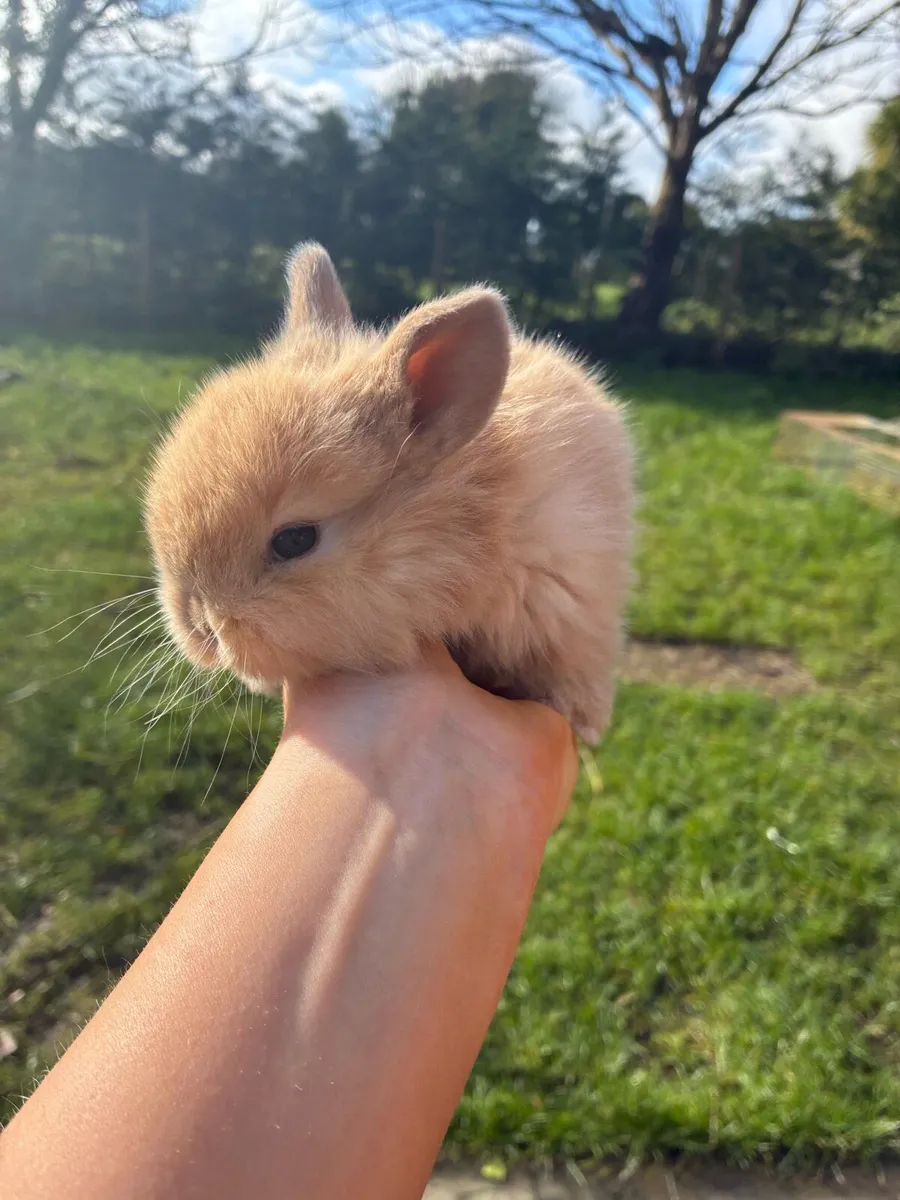 Baby Bunnies - Image 2