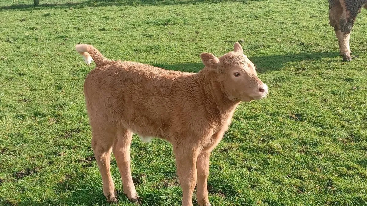 First calver - Image 2