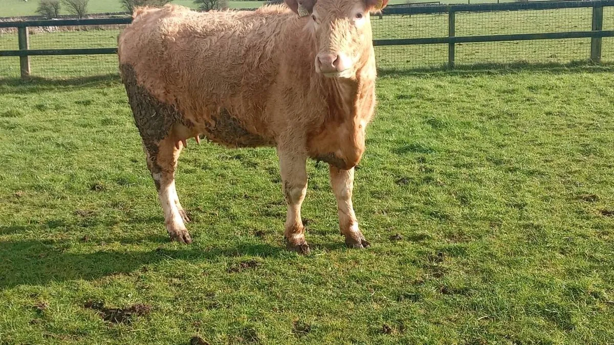 First calver - Image 3