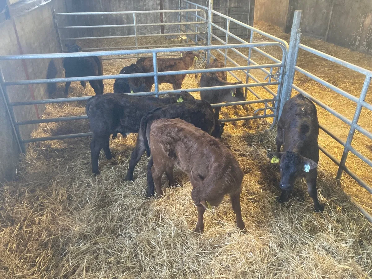 Calves - Image 2