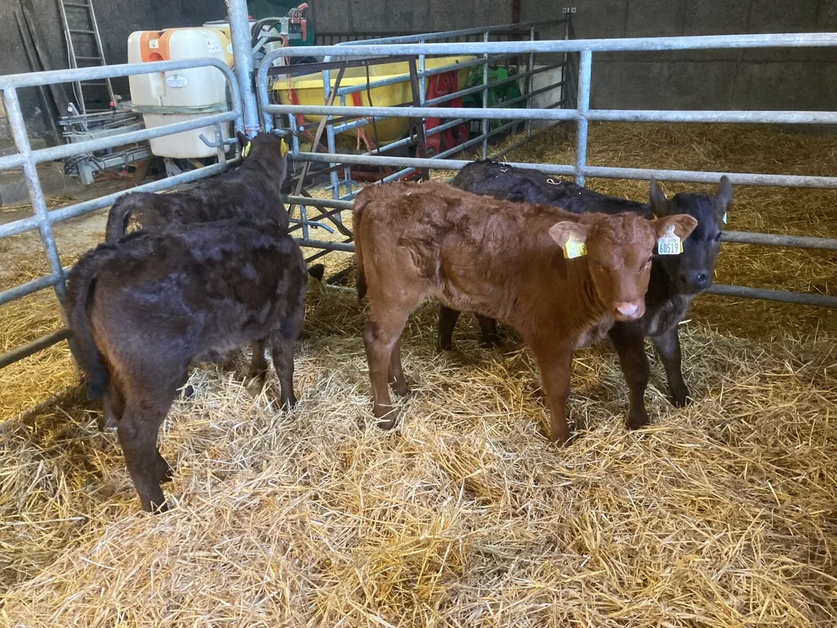 Calves - Image 3