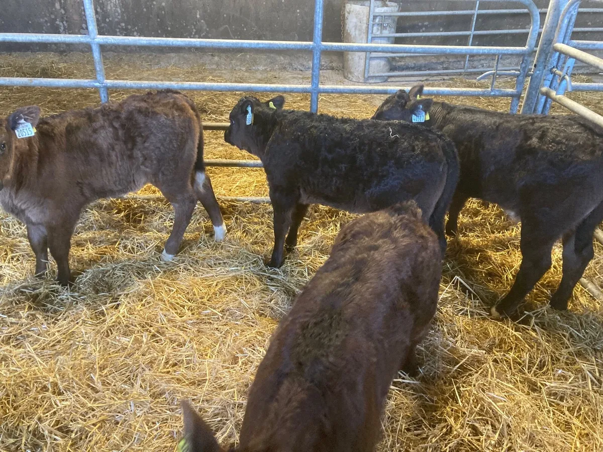 Calves - Image 4