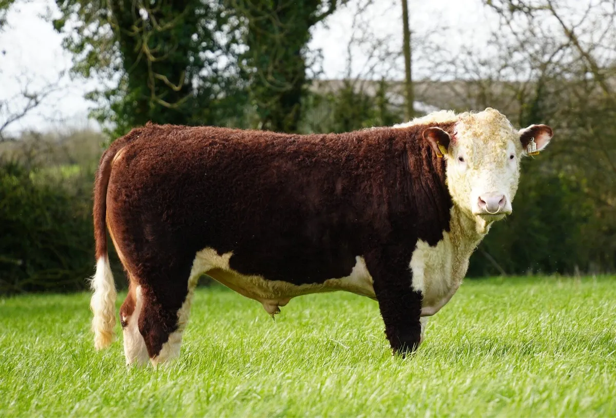 Lot 51, 52 & 53 Kilkenny bull sale 18th March - Image 1