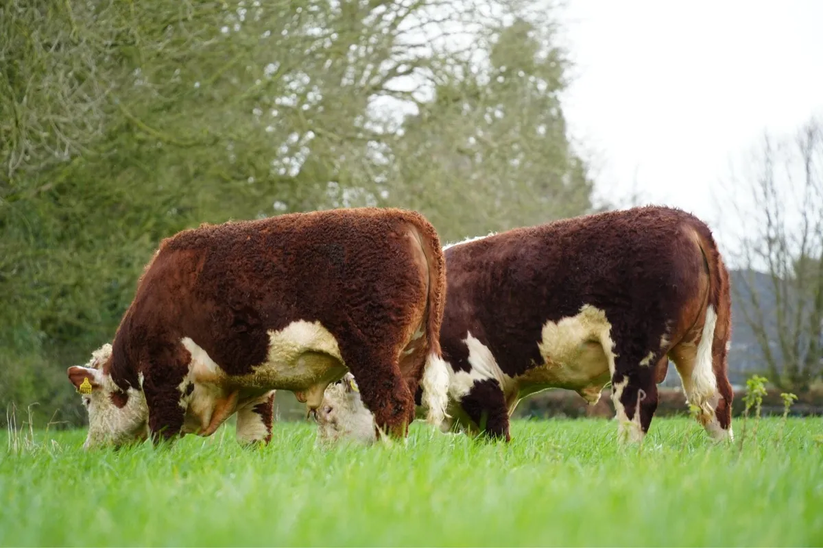 Lot 51, 52 & 53 Kilkenny bull sale 18th March - Image 2