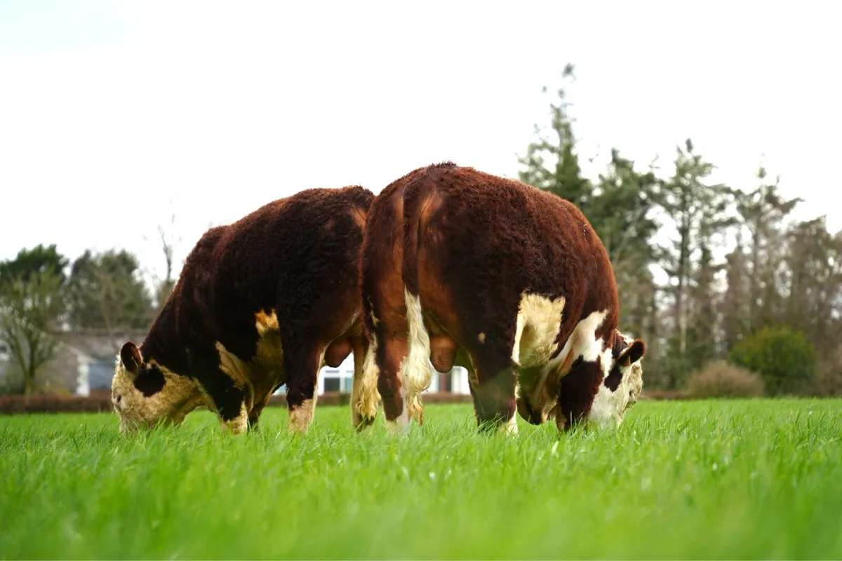 Lot 51, 52 & 53 Kilkenny bull sale 18th March - Image 3