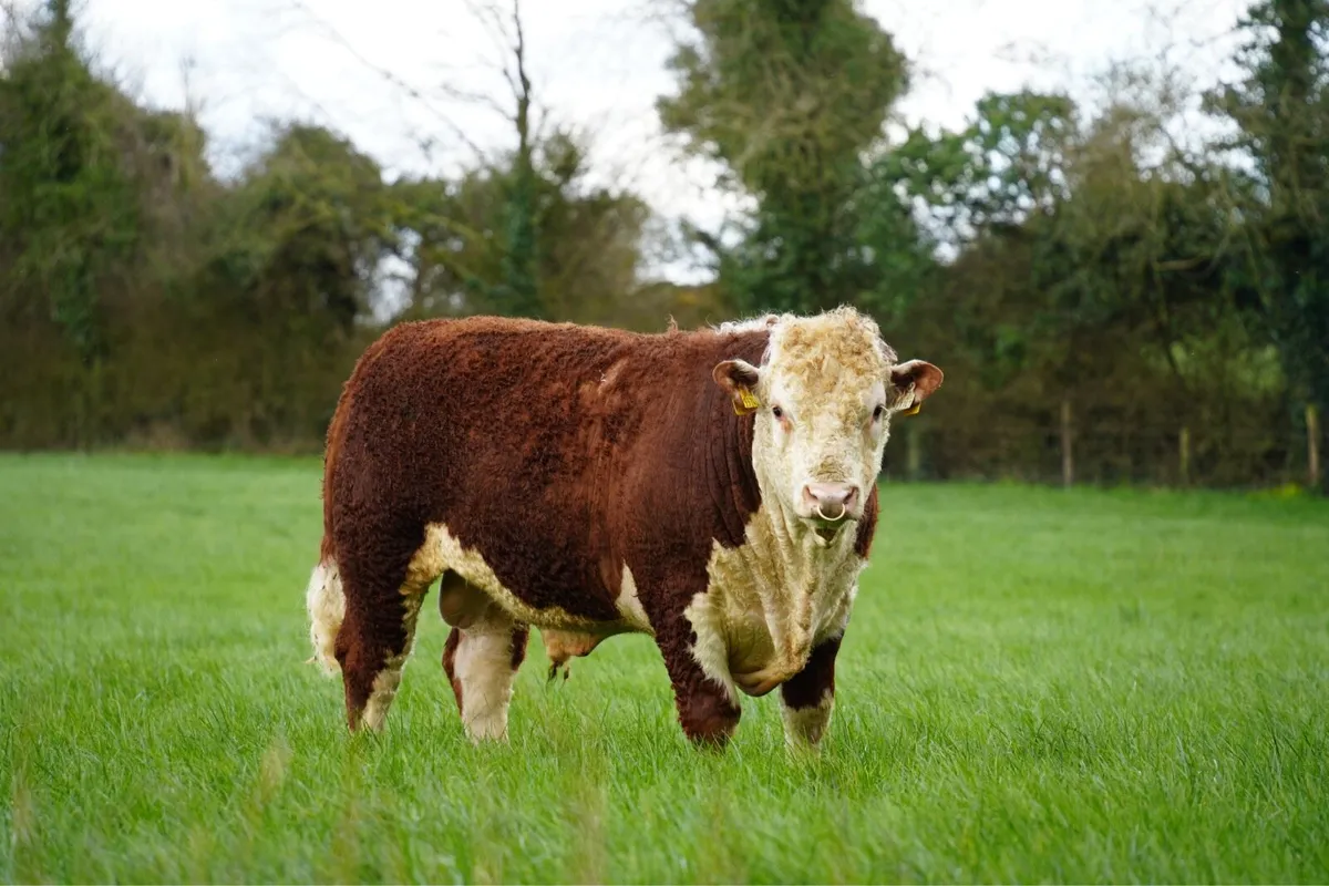 Lot 51, 52 & 53 Kilkenny bull sale 18th March - Image 4