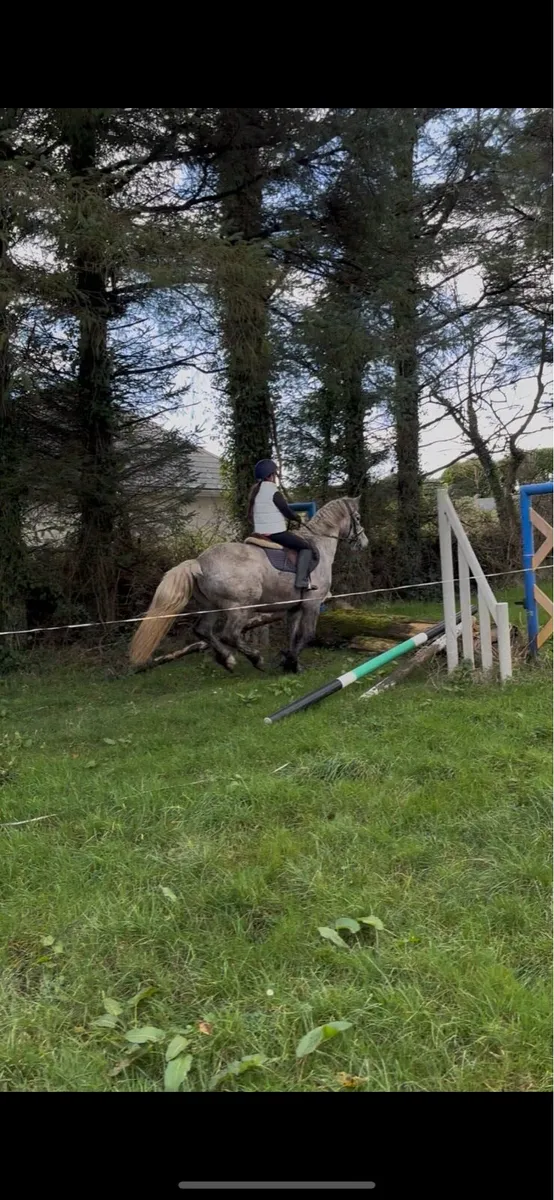 3 year old registered Connemara gelding - Image 1