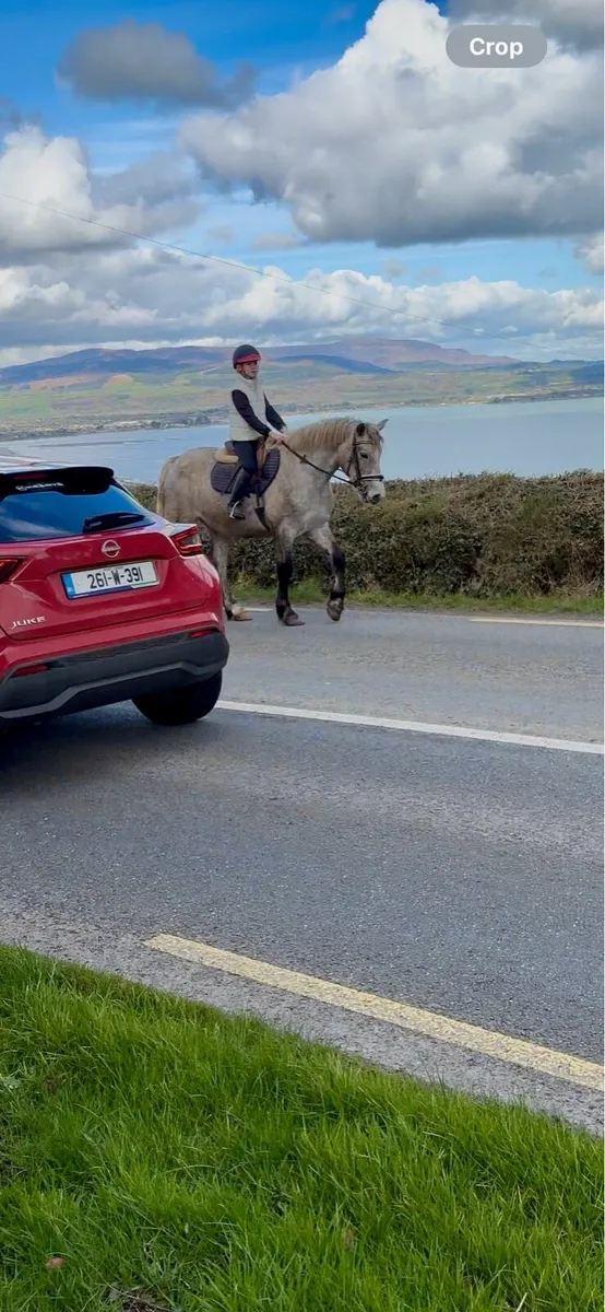 3 year old registered Connemara gelding - Image 2