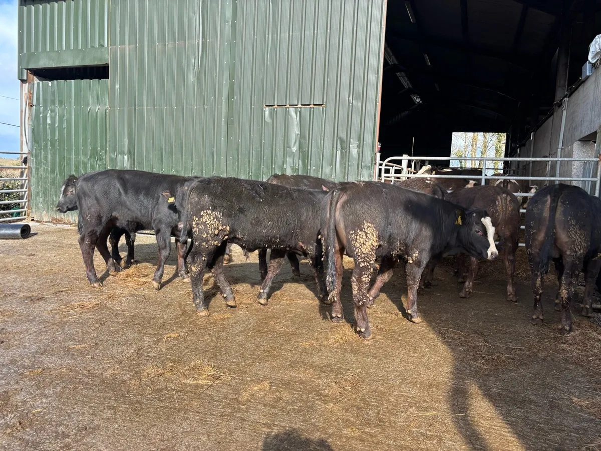 8 suckler bred Angus store bullocks - Image 1