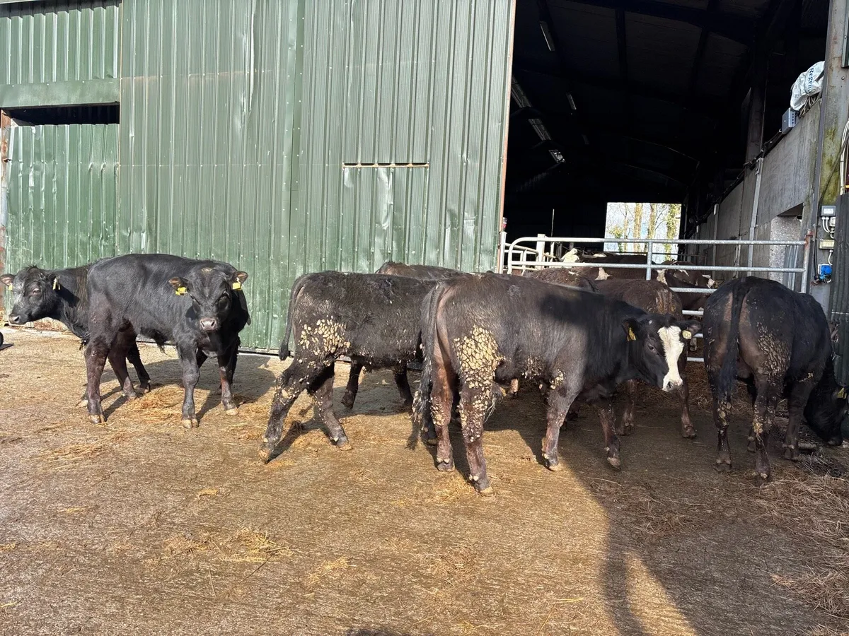 8 suckler bred Angus store bullocks - Image 2