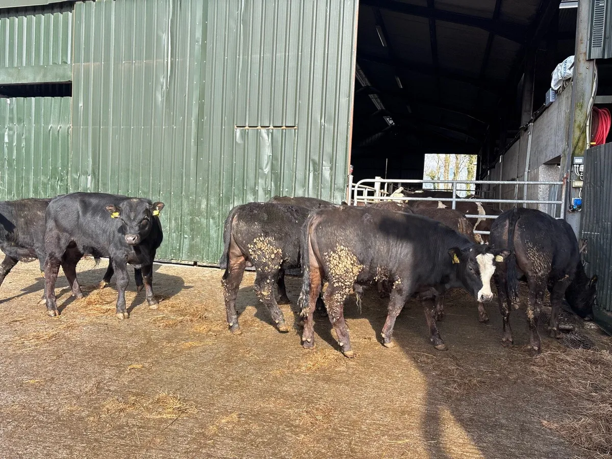 8 suckler bred Angus store bullocks - Image 3