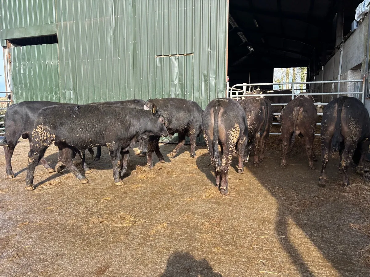 8 suckler bred Angus store bullocks - Image 4