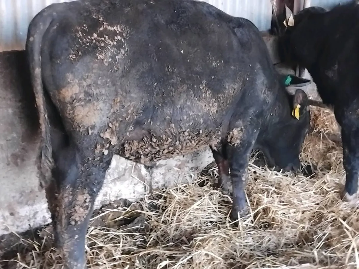 2 Angus Bull Weanlings - Image 3