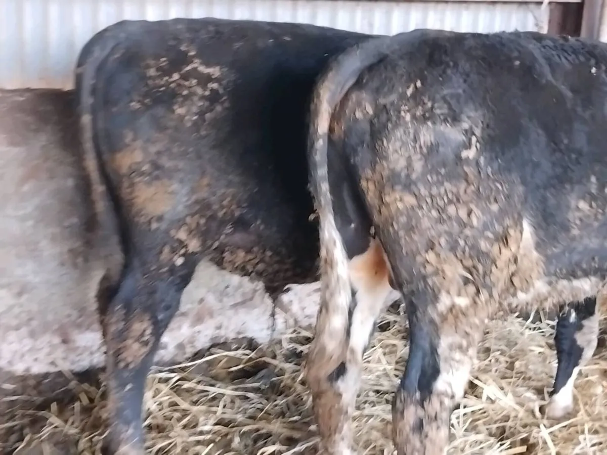 2 Angus Bull Weanlings - Image 4