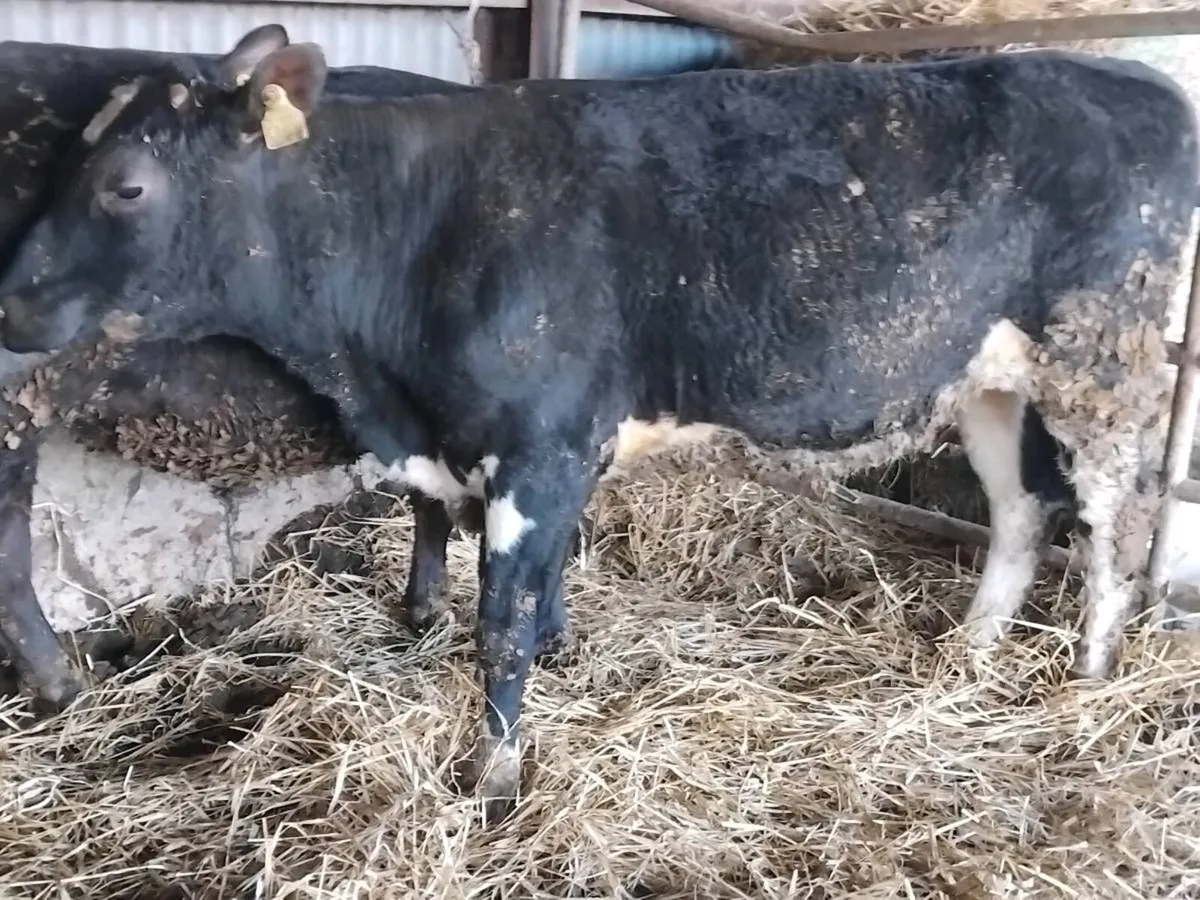 2 Angus Bull Weanlings - Image 2