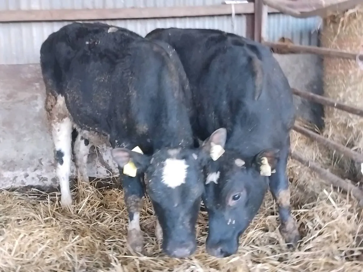 2 Angus Bull Weanlings - Image 1