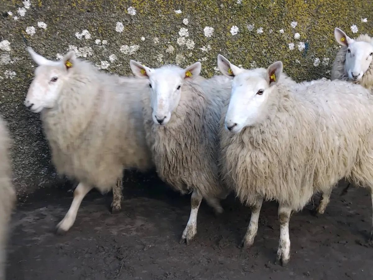 7 Super Cheviot Ewe Hoggets - Image 2