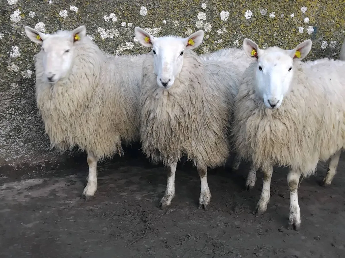 7 Super Cheviot Ewe Hoggets - Image 1