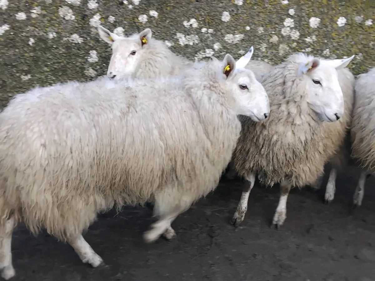 7 Super Cheviot Ewe Hoggets - Image 3