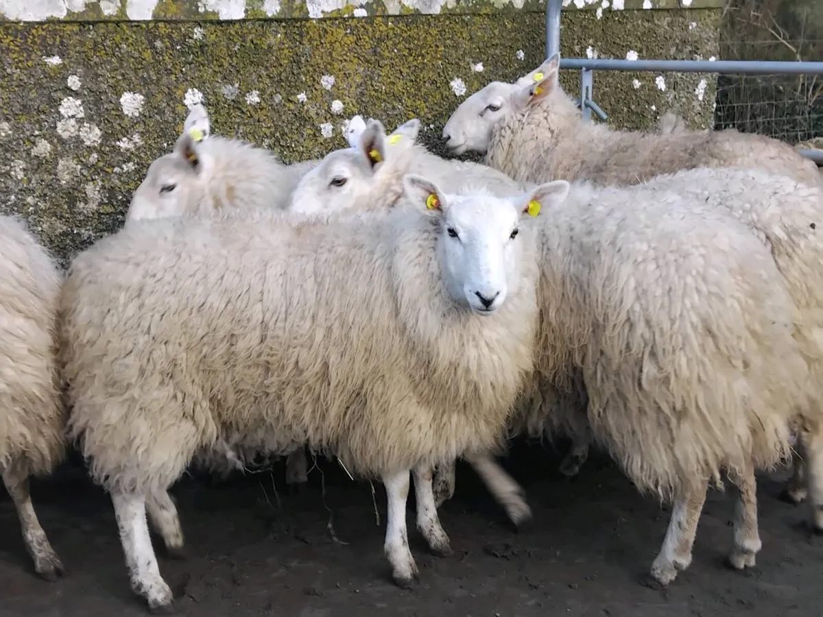 7 Super Cheviot Ewe Hoggets - Image 4