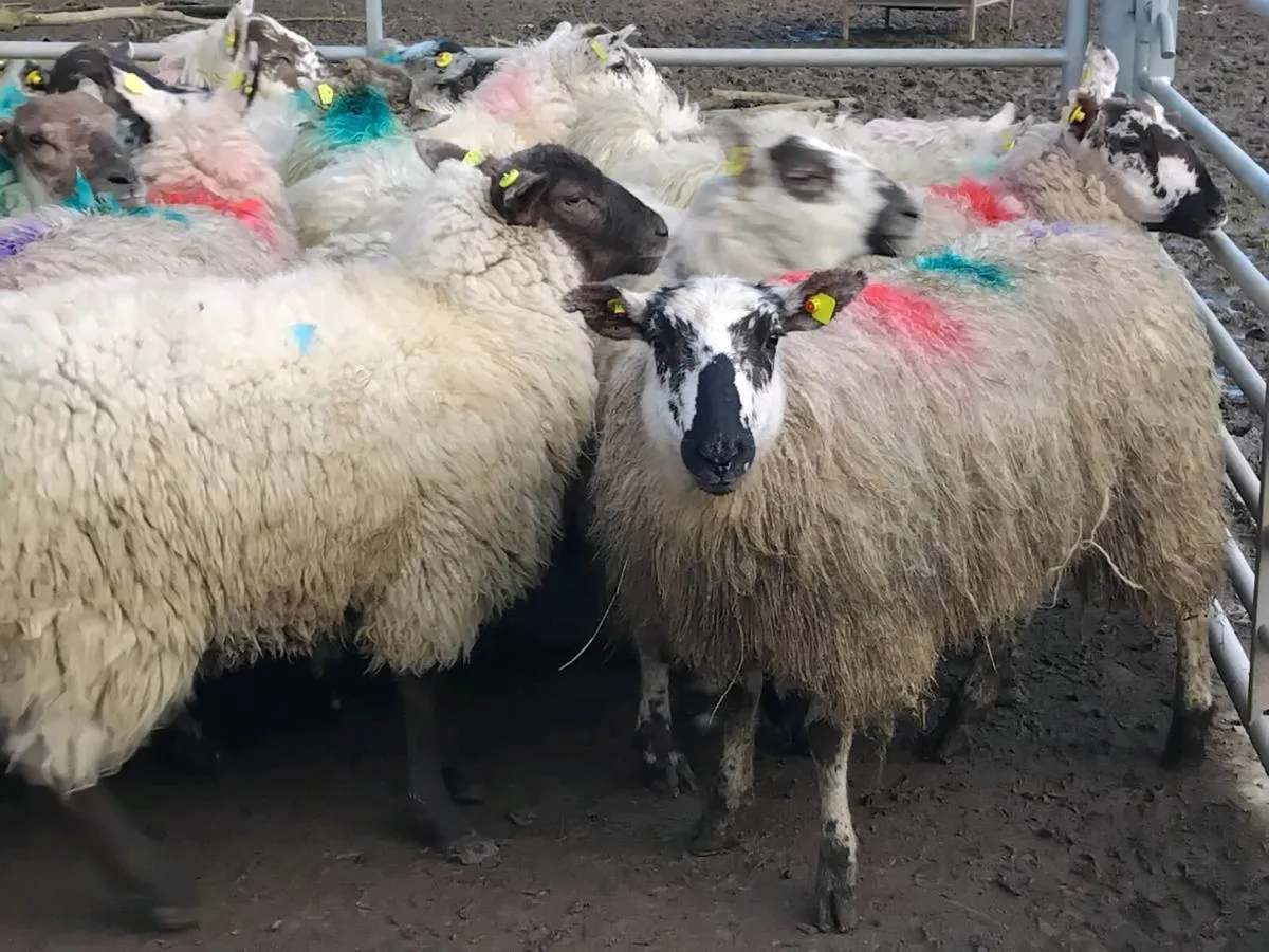 26  Ewe Hoggets - Image 3