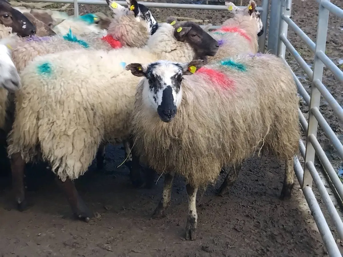 26  Ewe Hoggets - Image 4