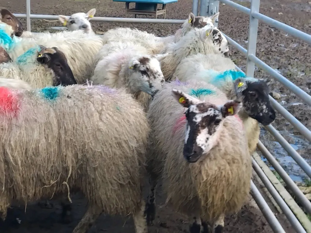 26  Ewe Hoggets - Image 1