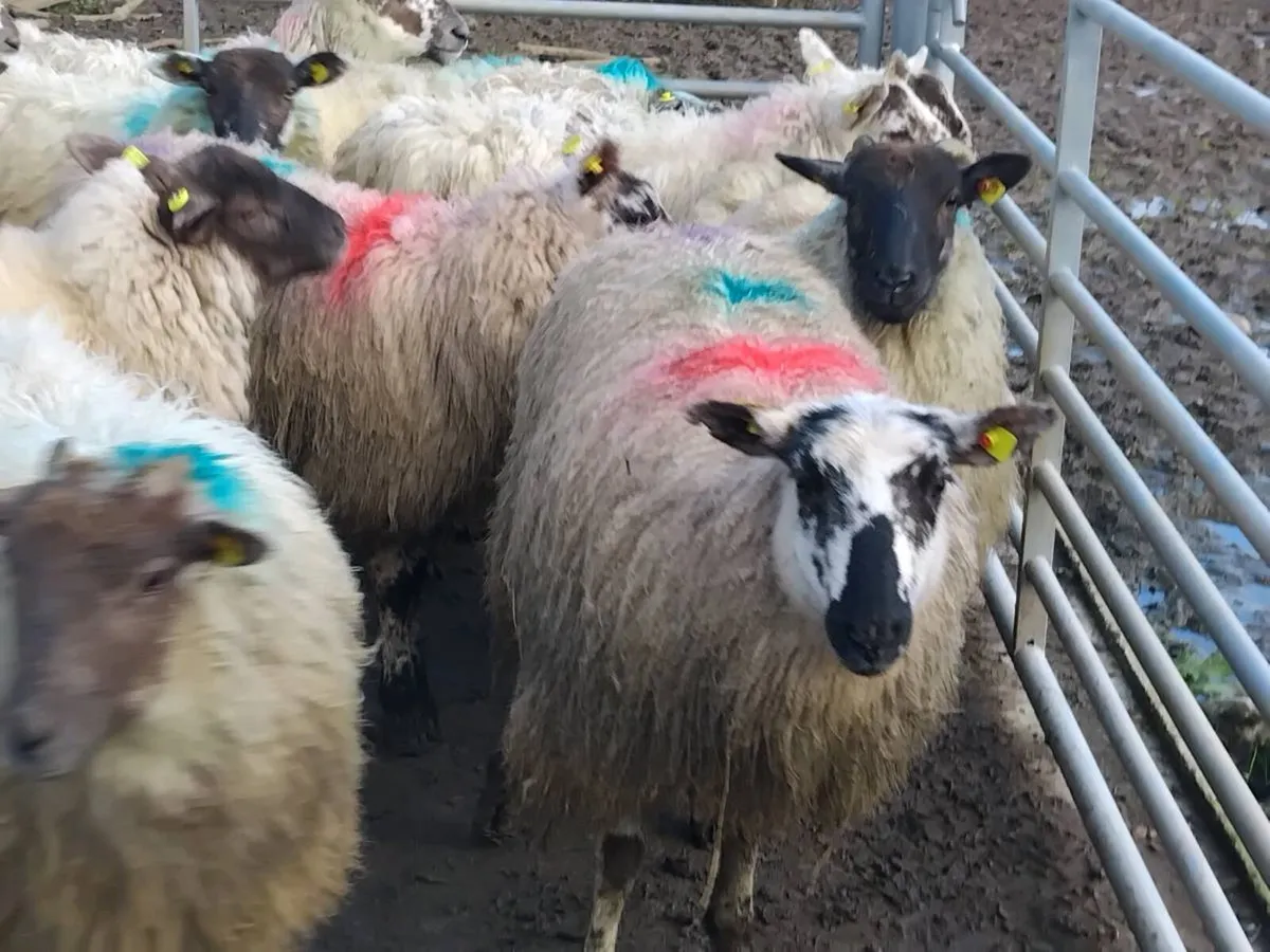 26  Ewe Hoggets - Image 2