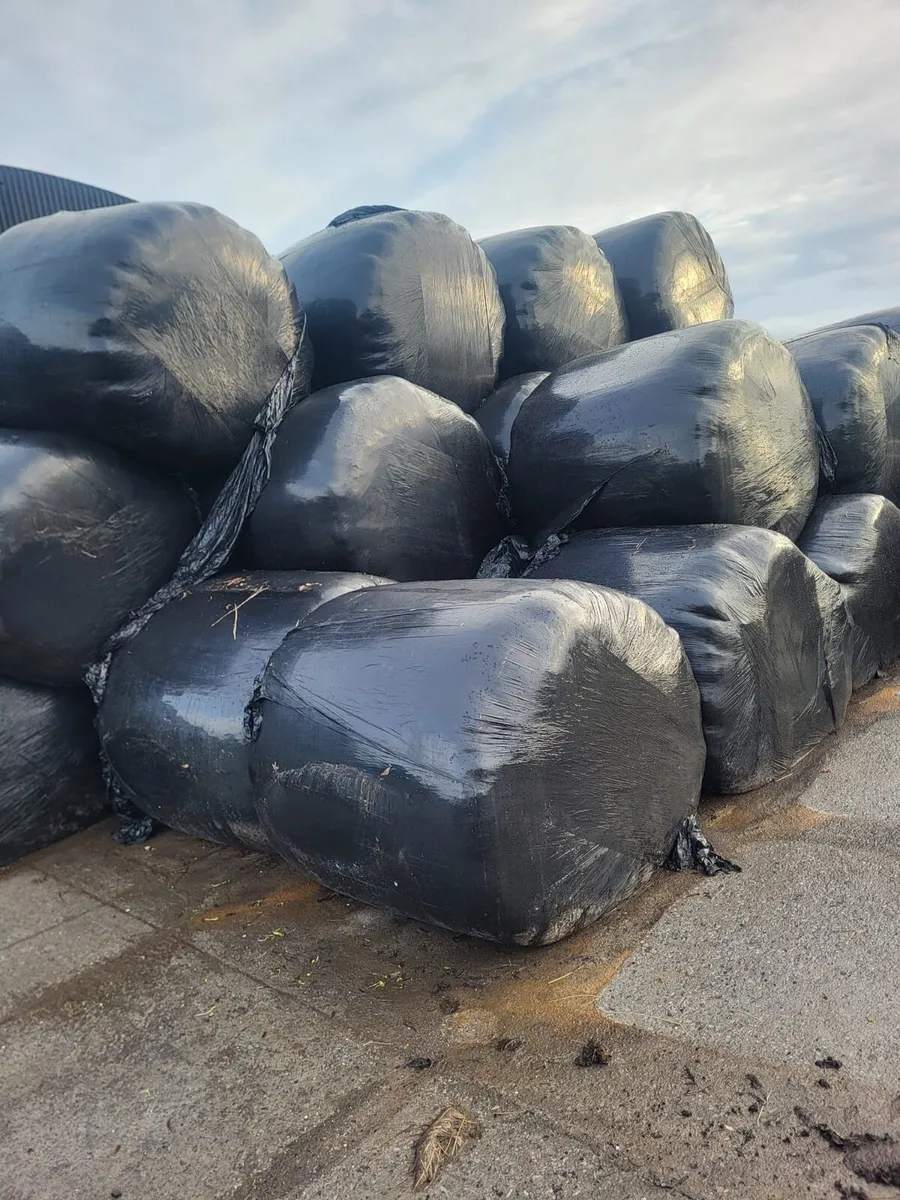 Top quality bales of silage for sale - Image 2