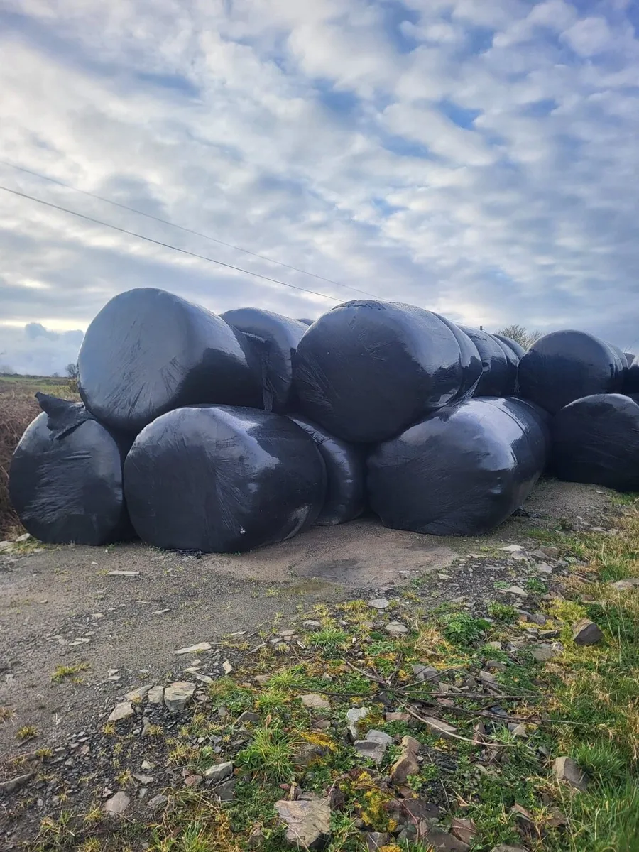 Top quality bales of silage for sale - Image 1