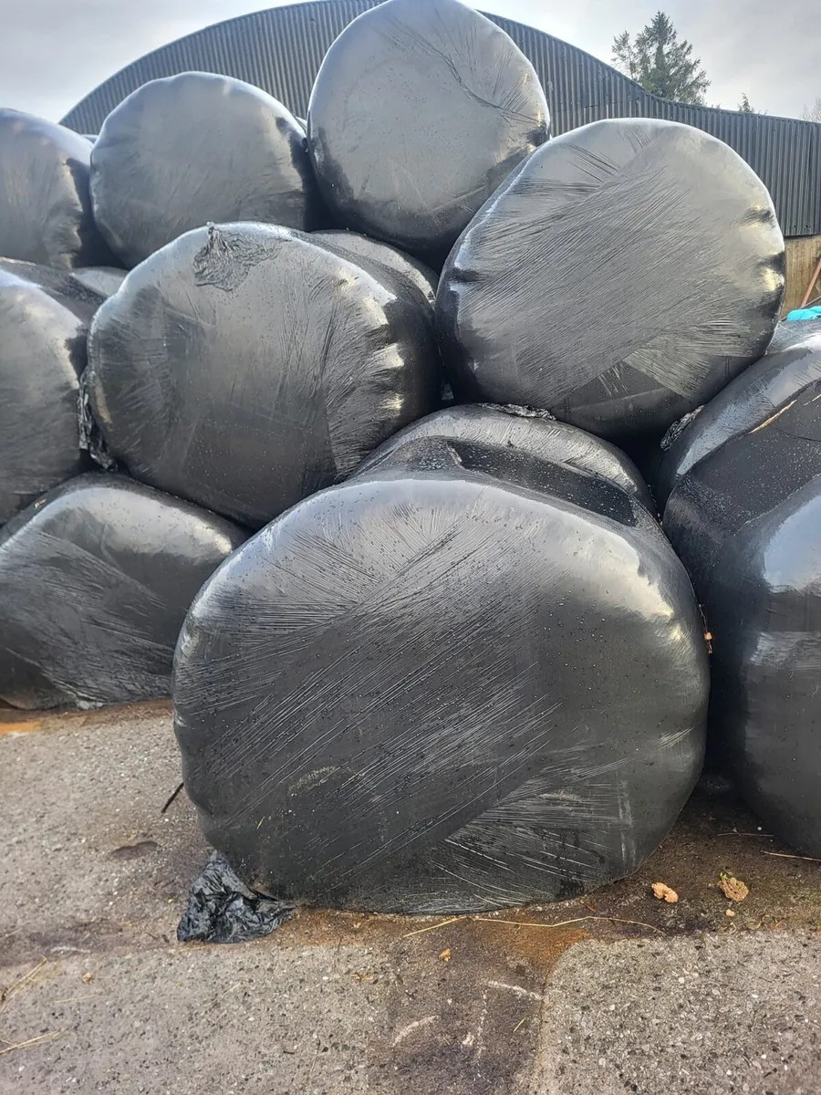 Top quality bales of silage for sale - Image 4