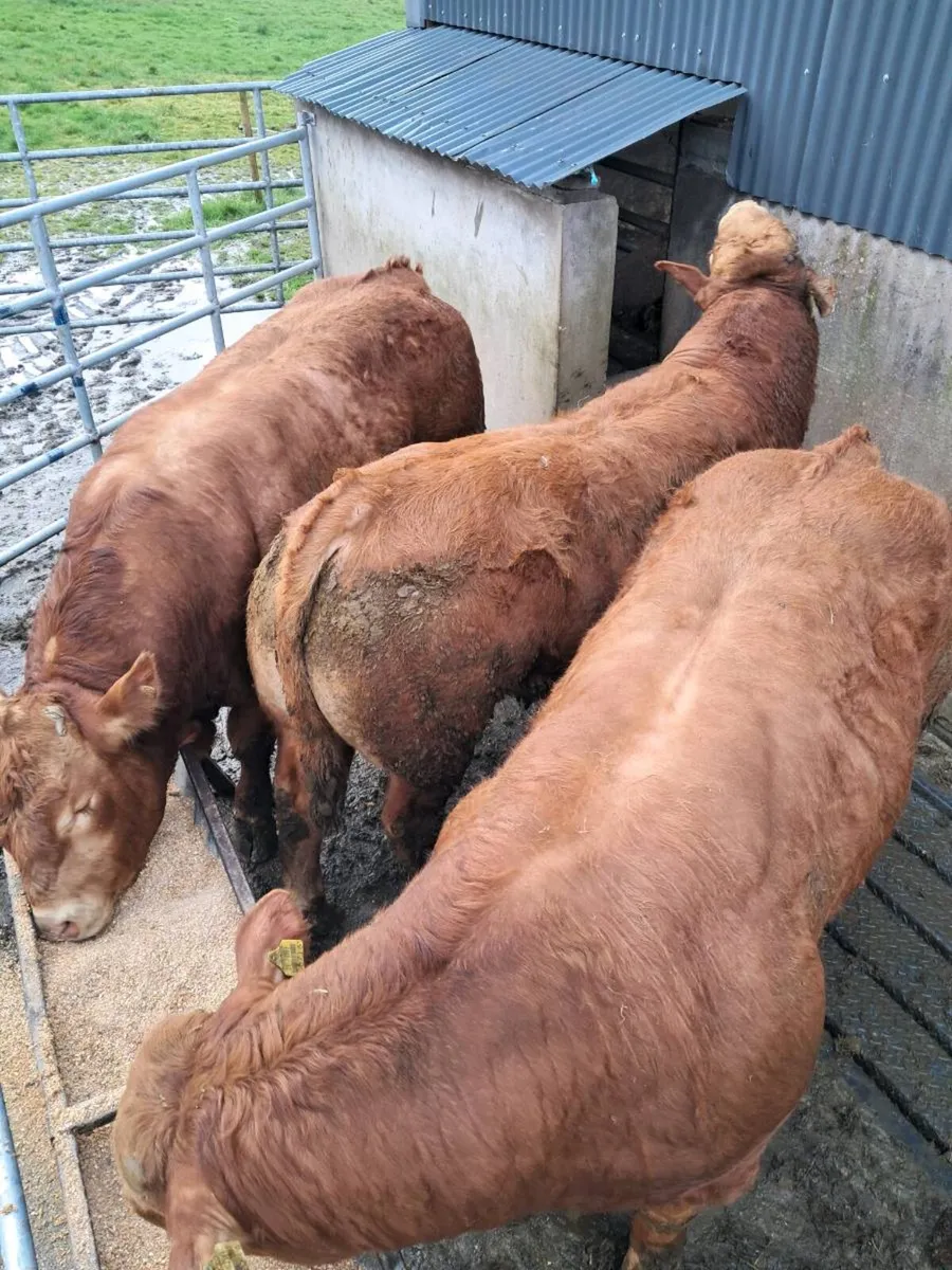 Limousin bulls - Image 1