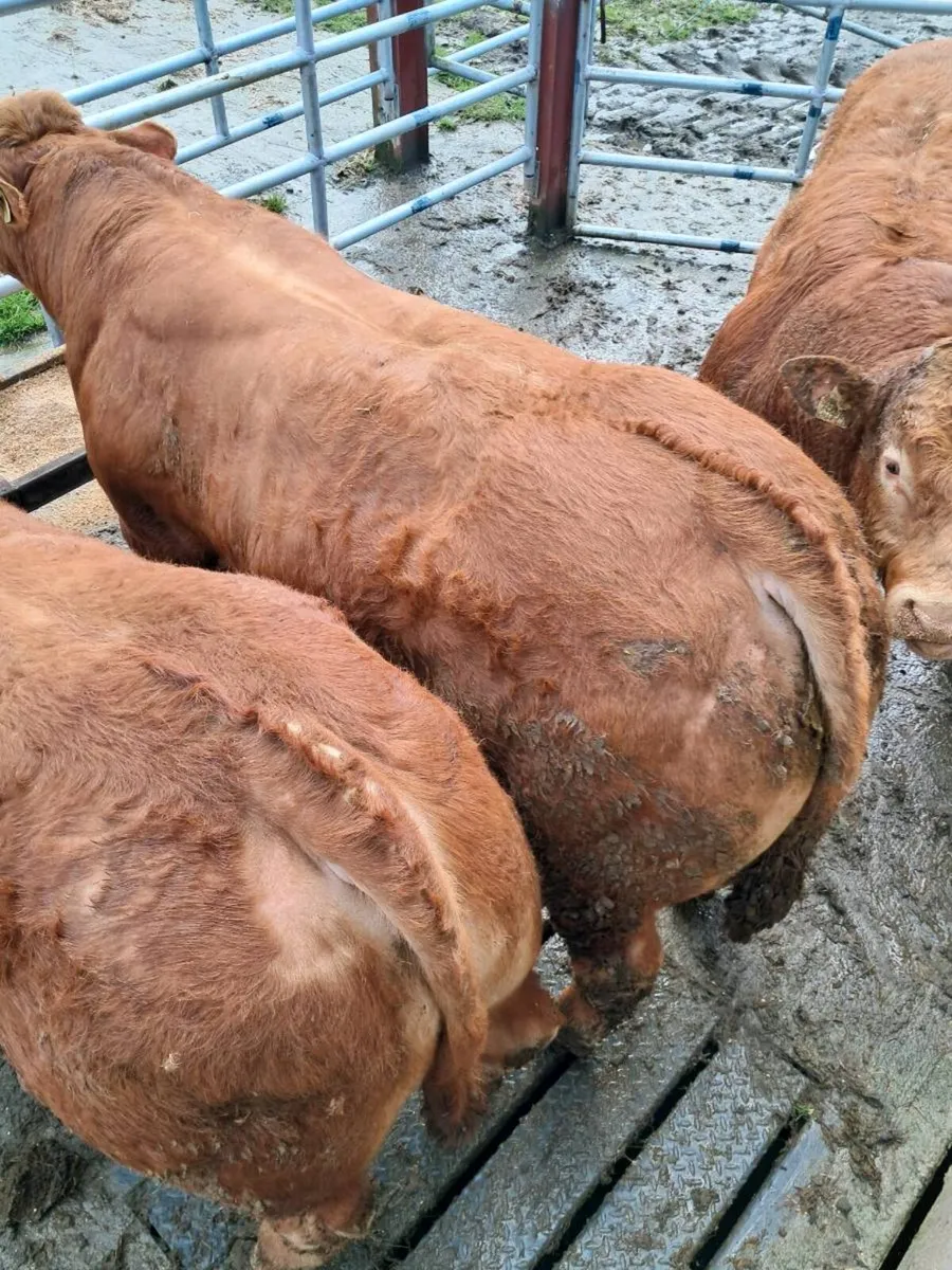 Limousin bulls - Image 3