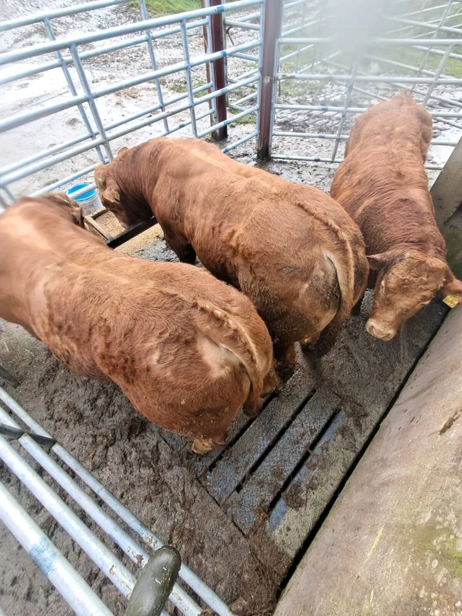 Limousin bulls - Image 2