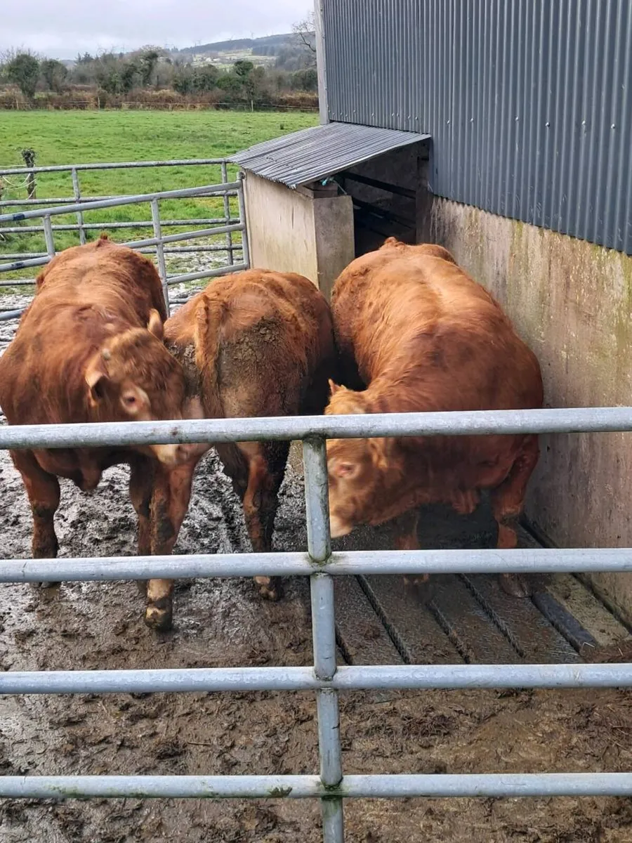 Limousin bulls - Image 4